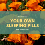 How to grow your own sleeping pills